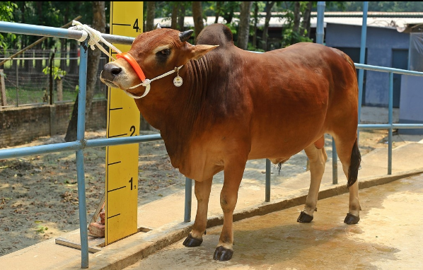 Male - Bull (ষাঁড়)